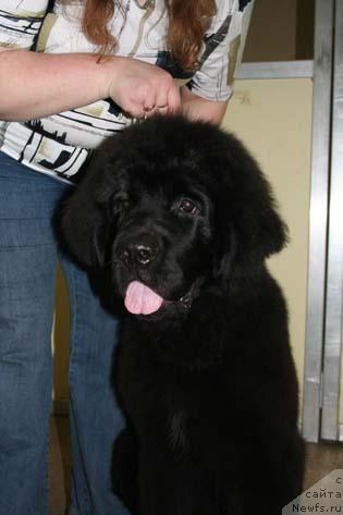 Фото: ньюфаундленд Арх Бьюти Оптимист для Елены