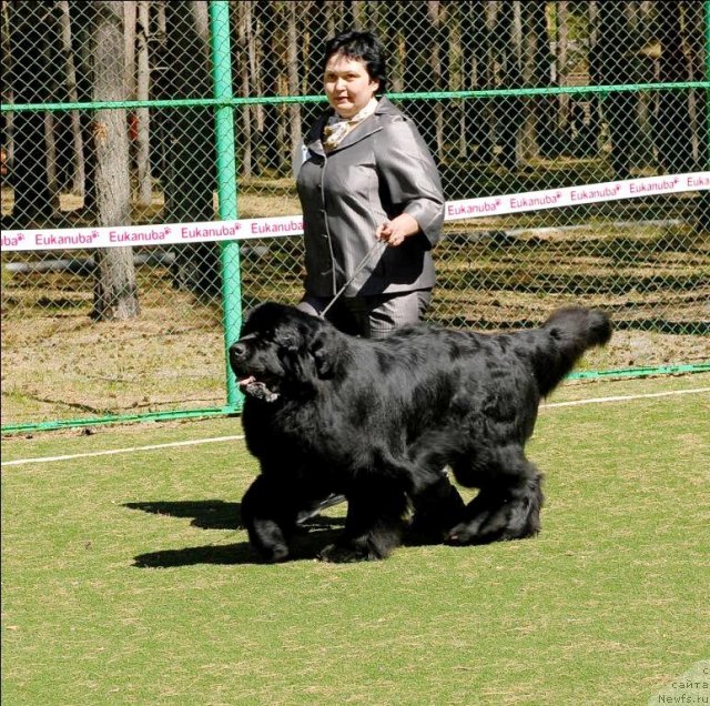 Фото: ньюфаундленд Акватория Келвин Золотой Медведь (Aquatoriya Kelvin Zolotoy Medved)