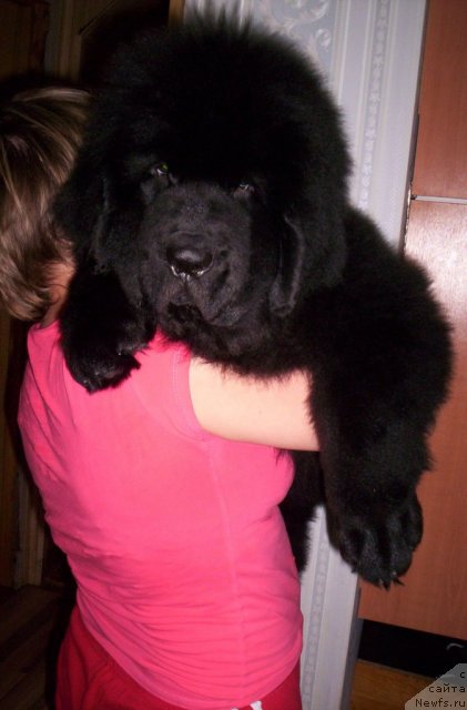 Фото: ньюфаундленд Бегущая по Волнам Зеро Коол