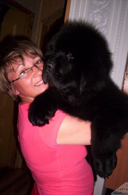 Фото: ньюфаундленд Бегущая по Волнам Зеро Коол, Елена Кузьмина