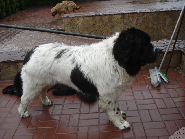Фото: ньюфаундленд Fenix du Puy de Vendegre