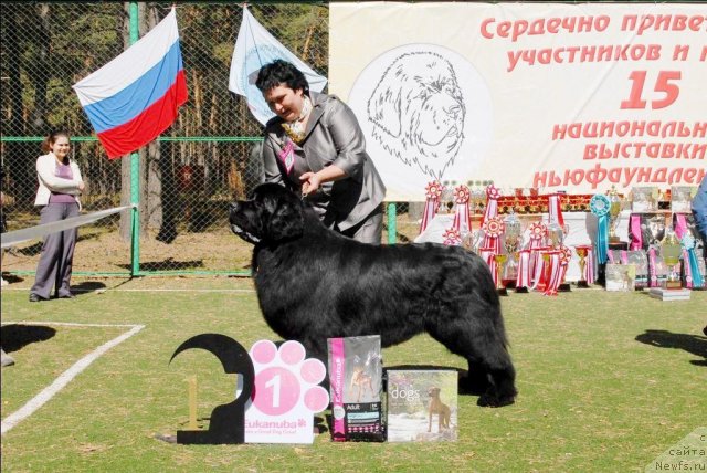 Фото: ньюфаундленд Акватория Келвин Золотой Медведь (Aquatoriya Kelvin Zolotoy Medved)