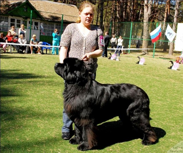Фото: ньюфаундленд Иван Царевич из Тихого Омута (Ivan Tsarevich iz Tihogo Omuta)