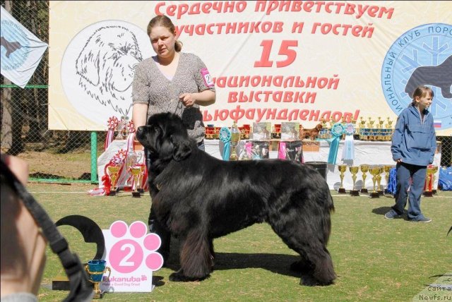 Фото: ньюфаундленд Иван Царевич из Тихого Омута (Ivan Tsarevich iz Tihogo Omuta)