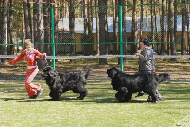 Фото: ньюфаундленд Филипп Голд Стар, ньюфаундленд Акватория Келвин Золотой Медведь (Aquatoriya Kelvin Zolotoy Medved)