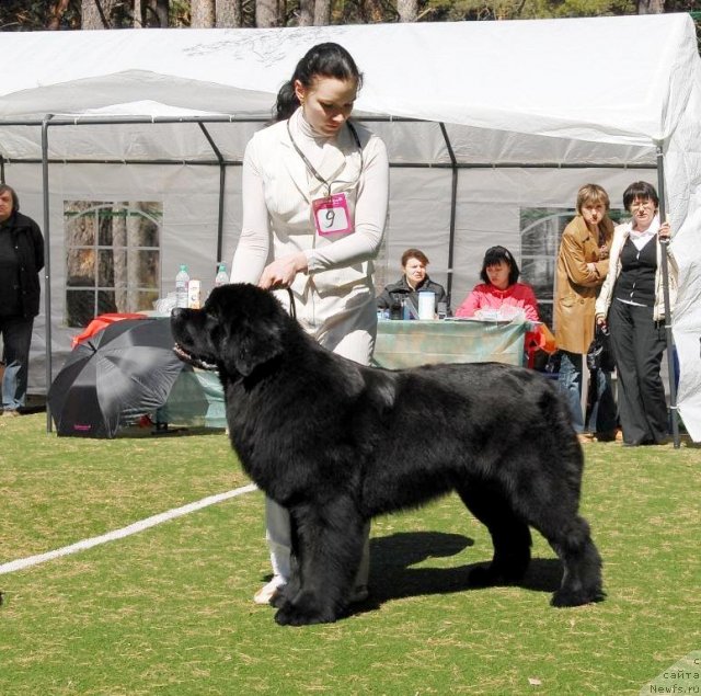 Фото: ньюфаундленд Skippers Ultimate Object