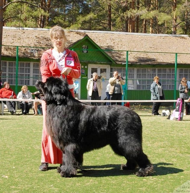 Фото: ньюфаундленд Филипп Голд Стар