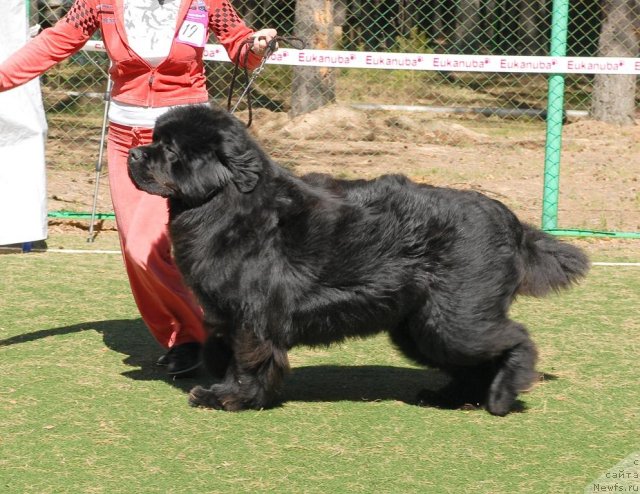 Фото: ньюфаундленд Филипп Голд Стар