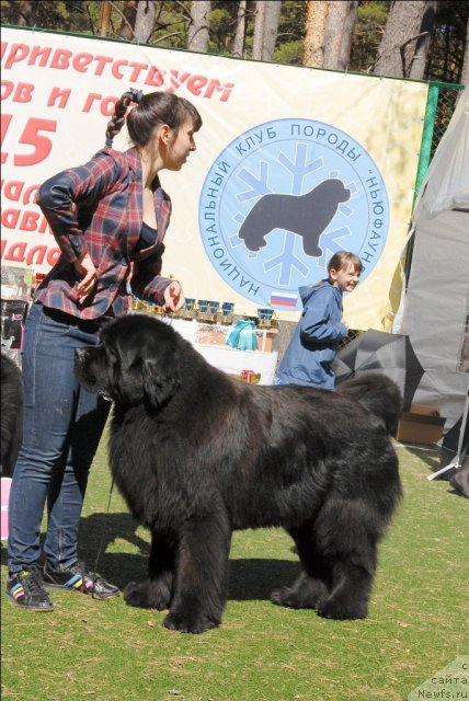 Фото: ньюфаундленд Акватория Келвин Инсайдер