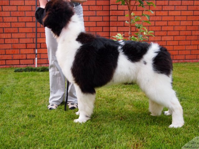 Фото: ньюфаундленд Threeponds Right Way