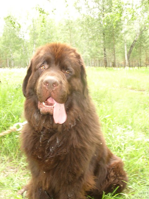 Фото: ньюфаундленд Черный Шарм Амбер Бест Дог ФО Марлеон