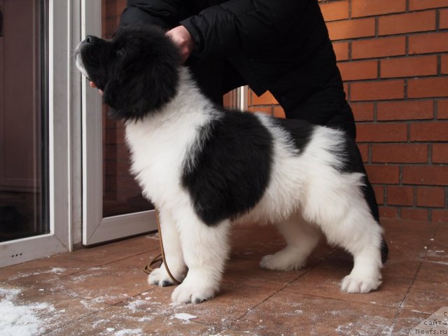 Фото: ньюфаундленд Threeponds Right Way