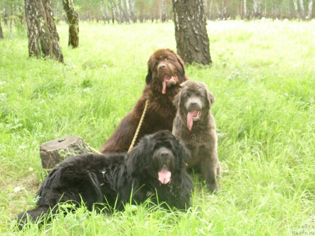 Фото: ньюфаундленд Царевич Империи Ньюф от Марлеон Дусвик, ньюфаундленд Черный Шарм Амбер Бест Дог ФО Марлеон, ньюфаундленд Аквамариновая Красотка для Марлеон