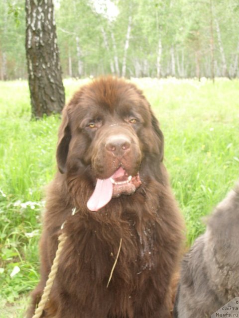 Фото: ньюфаундленд Черный Шарм Амбер Бест Дог ФО Марлеон