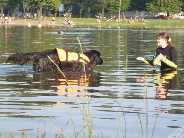 Фото: ньюфаундленд Смигар Галакси Шелл Вин (Smigar Galaxsy Shall Win), Анастасия Кормакова