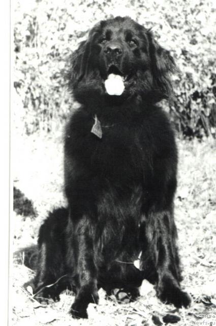 Фото: ньюфаундленд Е'Хэппи Улгрэм Ботсвейн