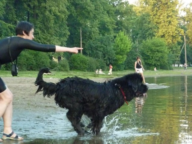 Фото: ньюфаундленд Фанньюф Улетная Девчонка (Funnewf Uletnaya Devchenka), Ольга Браславская