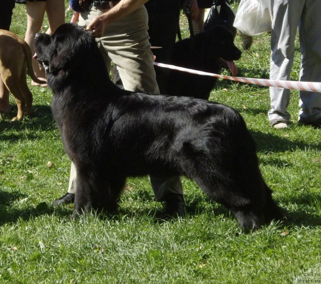 Фото: ньюфаундленд Акватория Келвин Кадриль (Aquatoriya Kelvin Kadril)