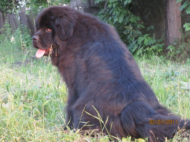 Фото: ньюфаундленд Их Высочество Владлена Маджикс