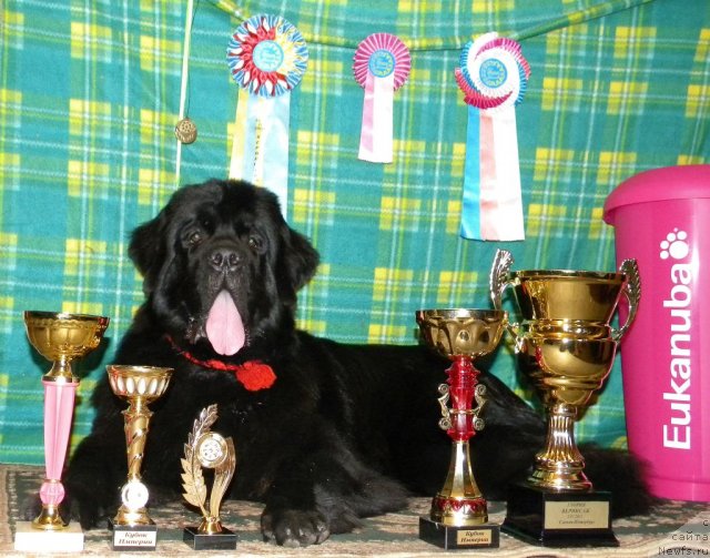 Фото: ньюфаундленд Акватория Келвин Кадриль (Aquatoriya Kelvin Kadril)