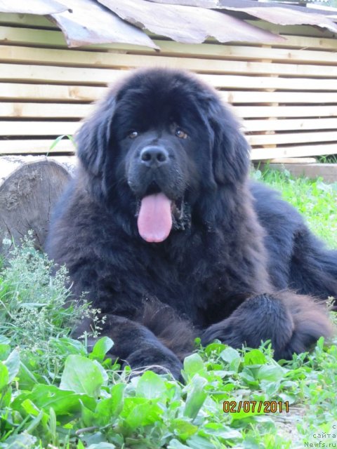 Фото: ньюфаундленд Их Высочество Владлена Маджикс