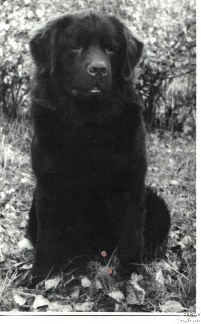 Фото: ньюфаундленд Е'Харди Улгрэм Ботсвейн