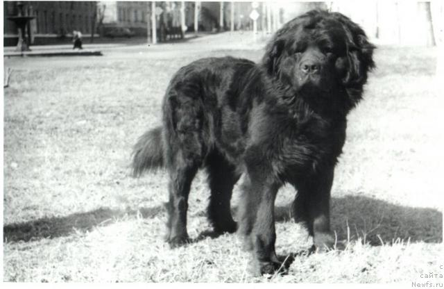 Фото: ньюфаундленд Е'Харди Улгрэм Ботсвейн