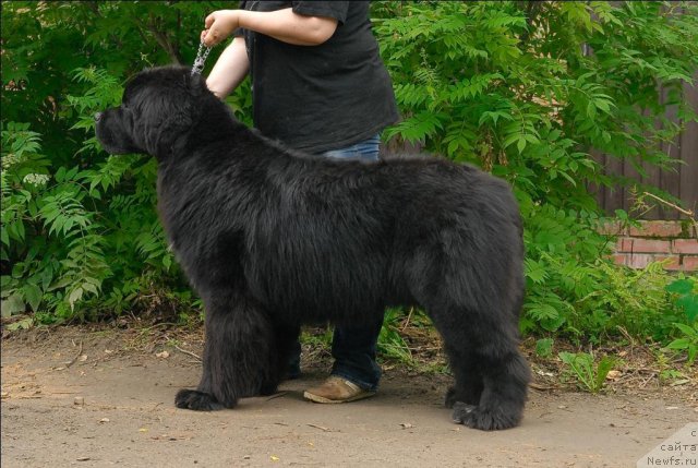 Фотография № 71522