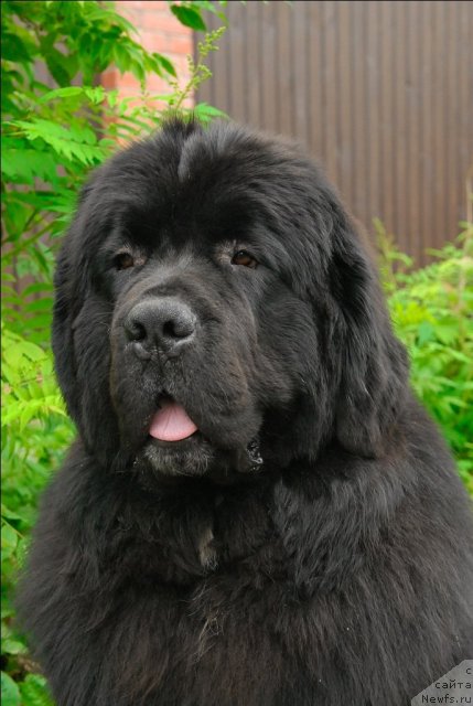 Фото: ньюфаундленд Сент Джонс Форрест Гамп (Sent Djons Forrest Gump)