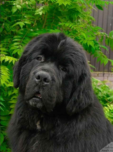 Фотография № 71529