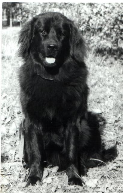 Фото: ньюфаундленд Е'Ханя Улгрэм Ботсвейн