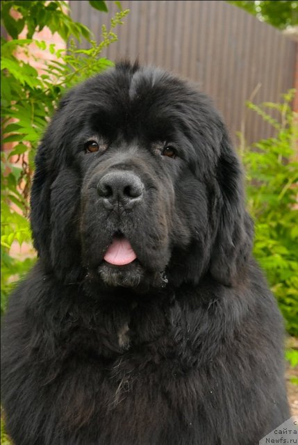 Фотография № 71533