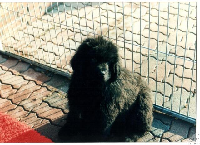 Фото: ньюфаундленд Dag v. Elbdeich