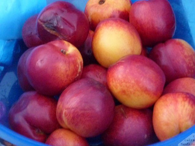 Фотография № 71543