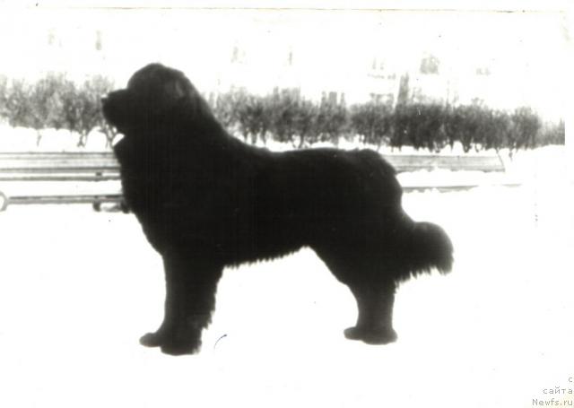 Фото: ньюфаундленд Бард Пао