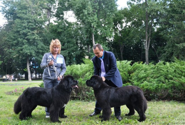 Фото: ньюфаундленд Бегущая по Волнам Хаста ла Виста (Beguschaya po Volnam Hasta la Vista), ньюфаундленд Бегущая по Волнам Регатта Катти Сарк