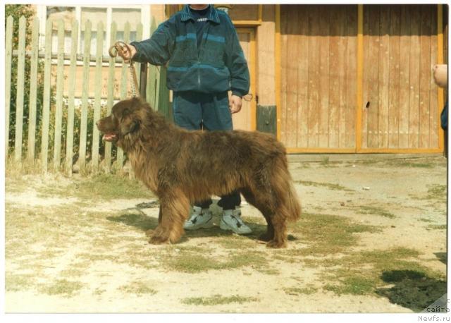 Фото: ньюфаундленд Обуш Шед Прайс