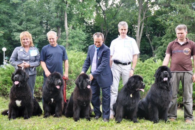 Фото: ньюфаундленд Бегущая по Волнам Регатта Катти Сарк, ньюфаундленд Gaytana Fayna Ukraina White Black Magik, ньюфаундленд Бегущая по Волнам Хаста ла Виста (Beguschaya po Volnam Hasta la Vista), ньюфаундленд Lennon Mister Newf, ньюфаундленд Золотой Талисман Кара Дениз (Zolotoy Talisman Kara Deniz)