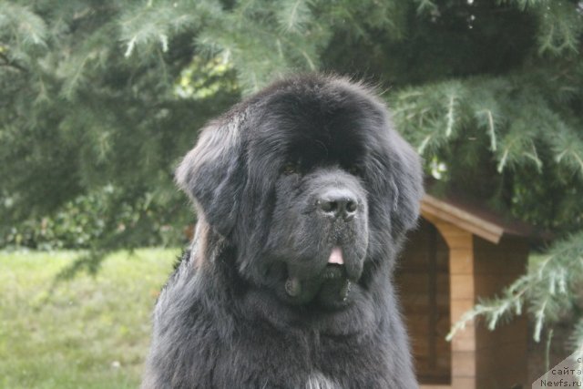 Фото: ньюфаундленд Black Clouds Criminal Minds at Stealbears