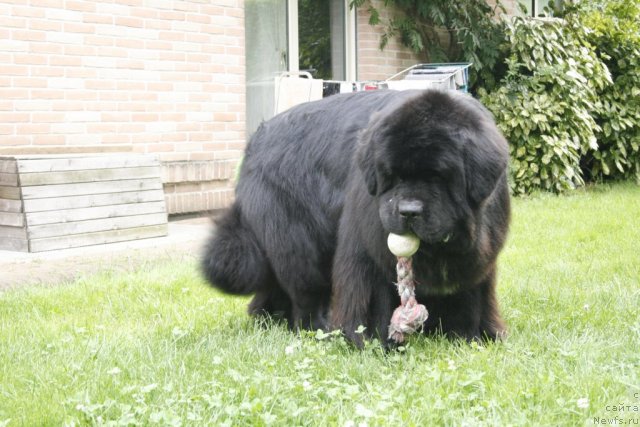 Фото: ньюфаундленд Black Clouds Criminal Minds at Stealbears