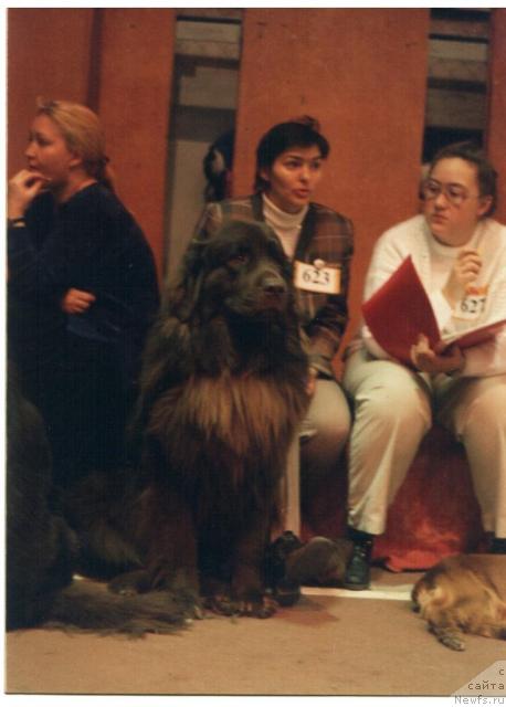 Фото: ньюфаундленд Обуш Шед Прайс