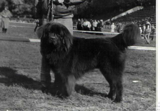 Фото: ньюфаундленд Чарльз Браун