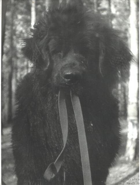 Фото: ньюфаундленд Лакки Барэ