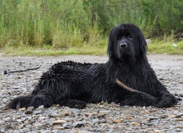 Фото: ньюфаундленд Супер Премиум Елисейская Поляна