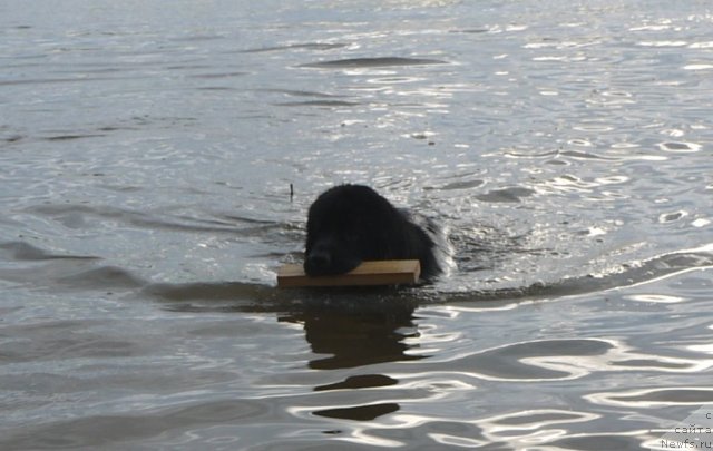 Фото: ньюфаундленд Супер Премиум Елисейская Поляна