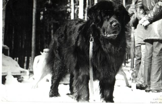 Фото: ньюфаундленд Лакки Барэ