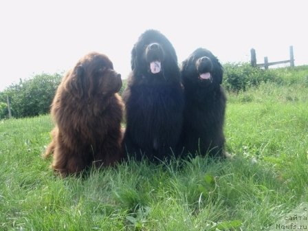 Фото: ньюфаундленд Блэк Долли Пейв Блэк (Blek Dolli Peyv Black), ньюфаундленд Супер Премиум Брабус, ньюфаундленд Капитан Ньюфорт