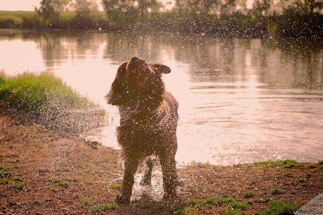 Фото: ньюфаундленд Лесная Сказка Королевский Медведь (Lesnaja Skazka Korolevskiy Medved)