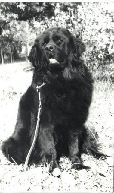 Фото: ньюфаундленд Уингридж Ла Фан