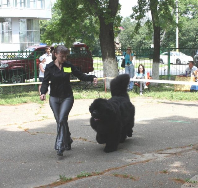 Фото: ньюфаундленд Жгучий Брюнет с Берега Дона